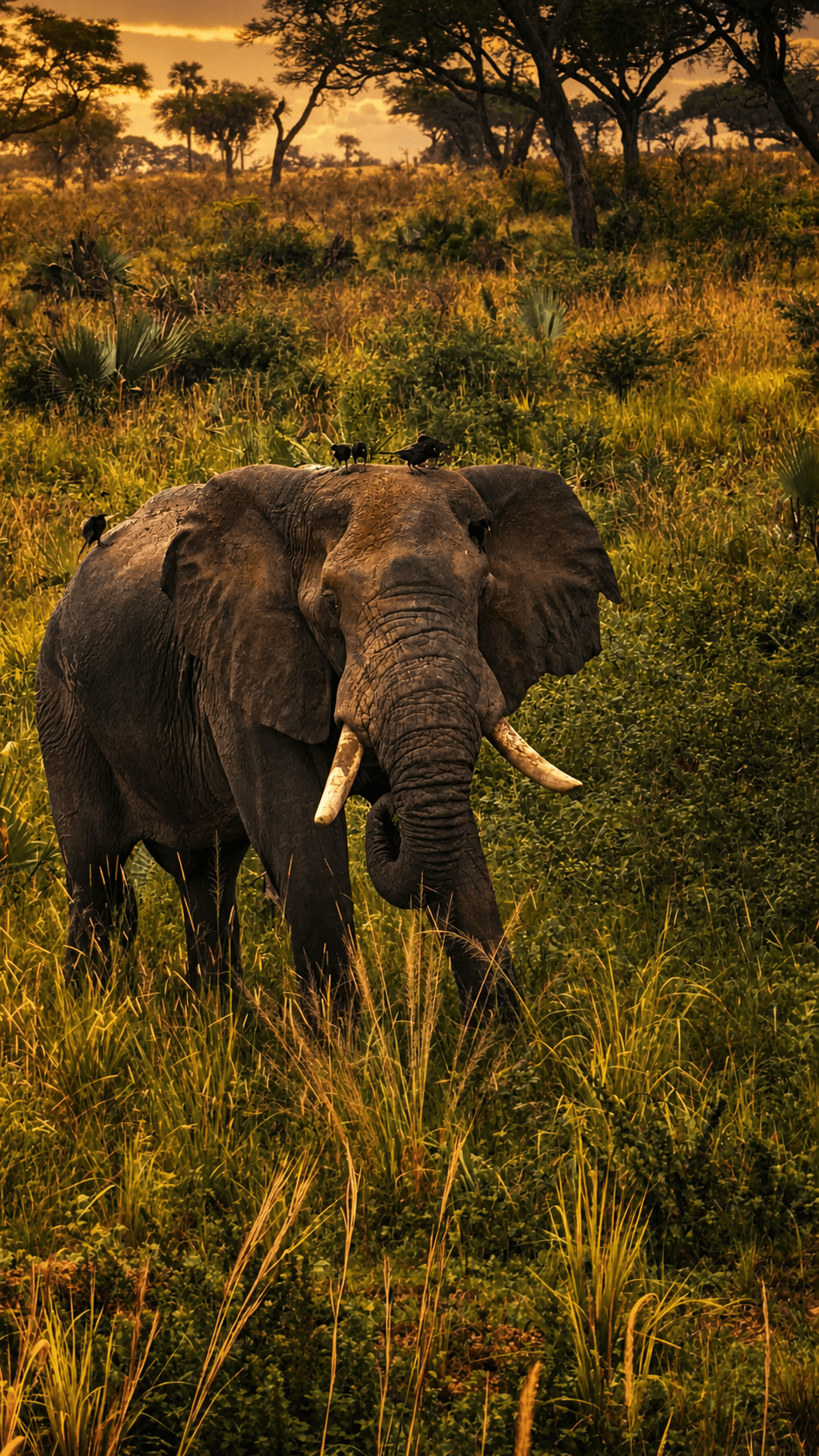 Elephant with tusks in lush savanna grass at Murchison Falls National Park, Uganda