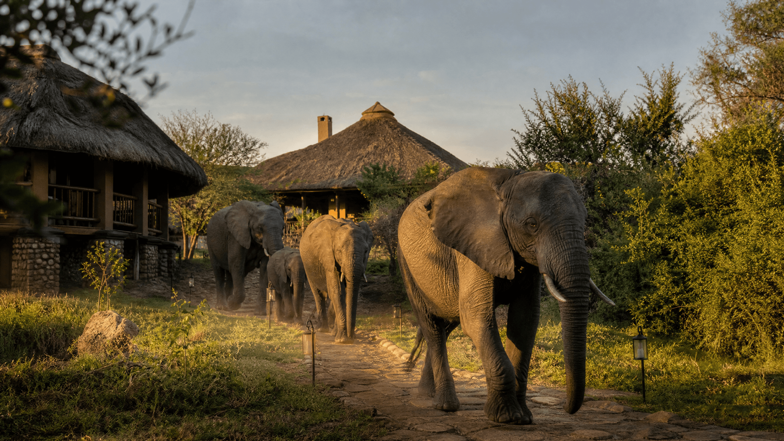Elephants walking through the grounds of The Elephant Oasis at golden hour, Murchison Falls Uganda