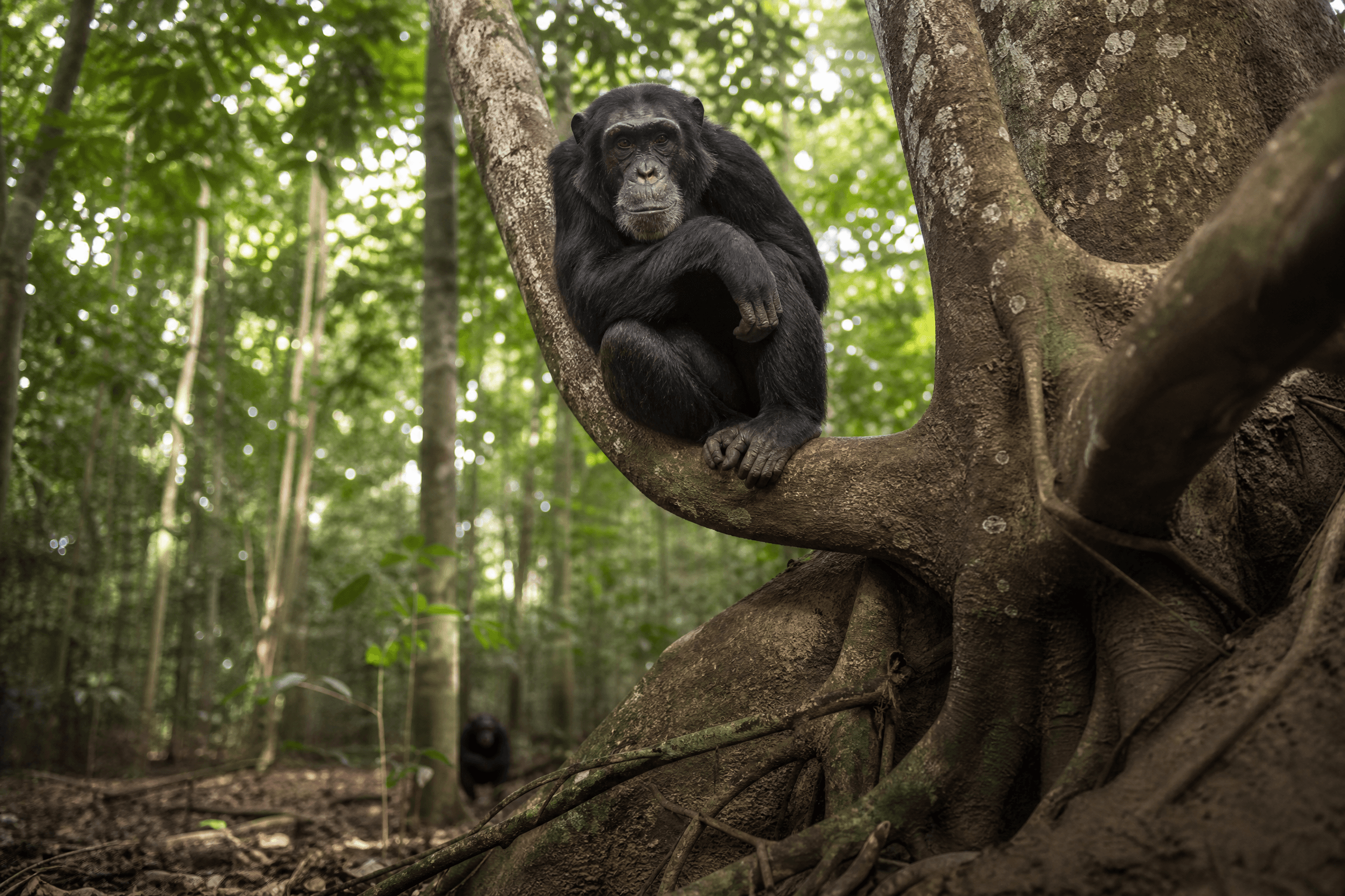 Chimpanzee sitting in the roots of a large mahogany tree in Budongo Forest, Uganda, looking toward the camera with a second chimp visible in the background