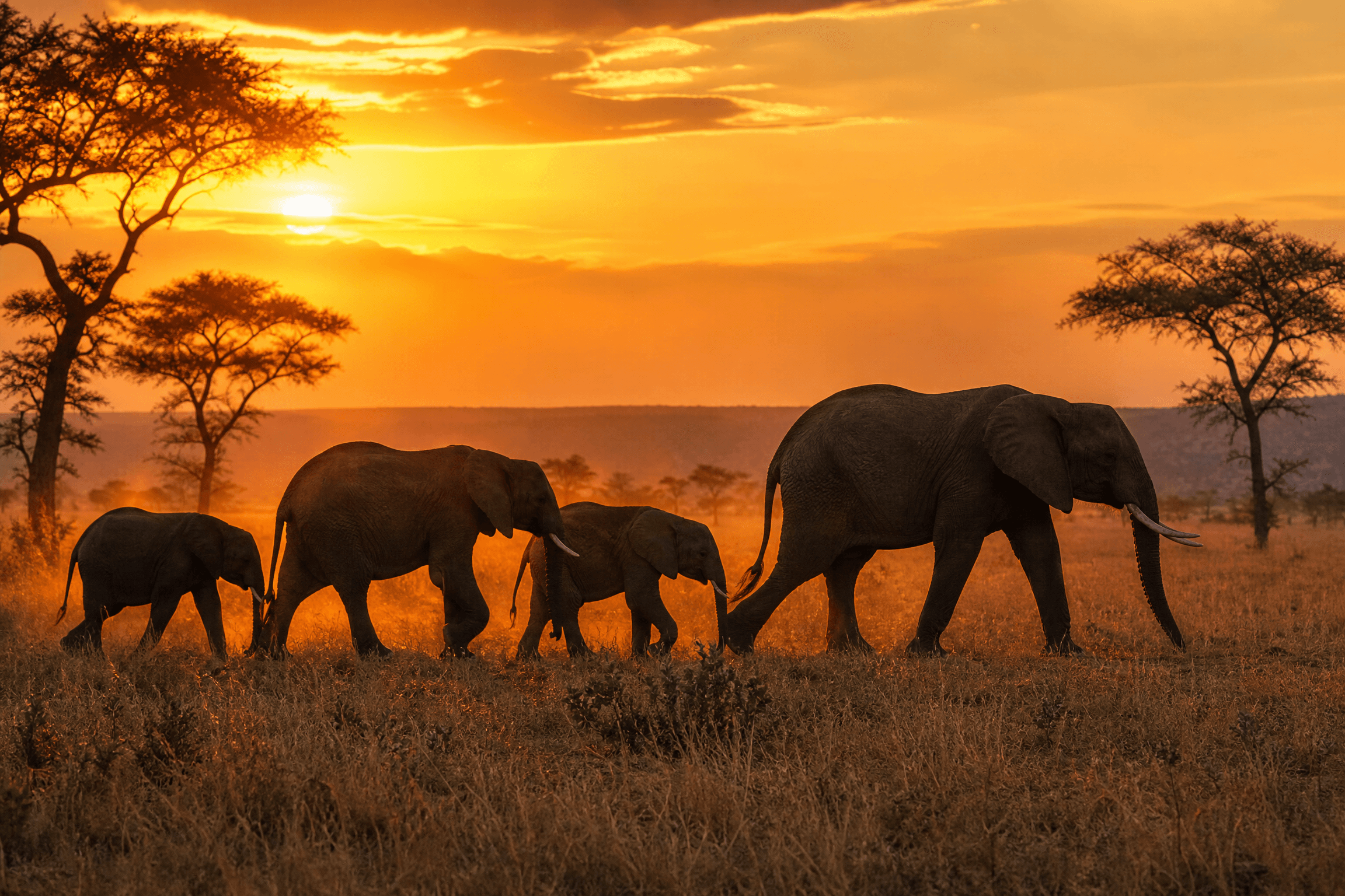 Elephant herd walking through golden savanna at sunset in Murchison Falls National Park, Uganda