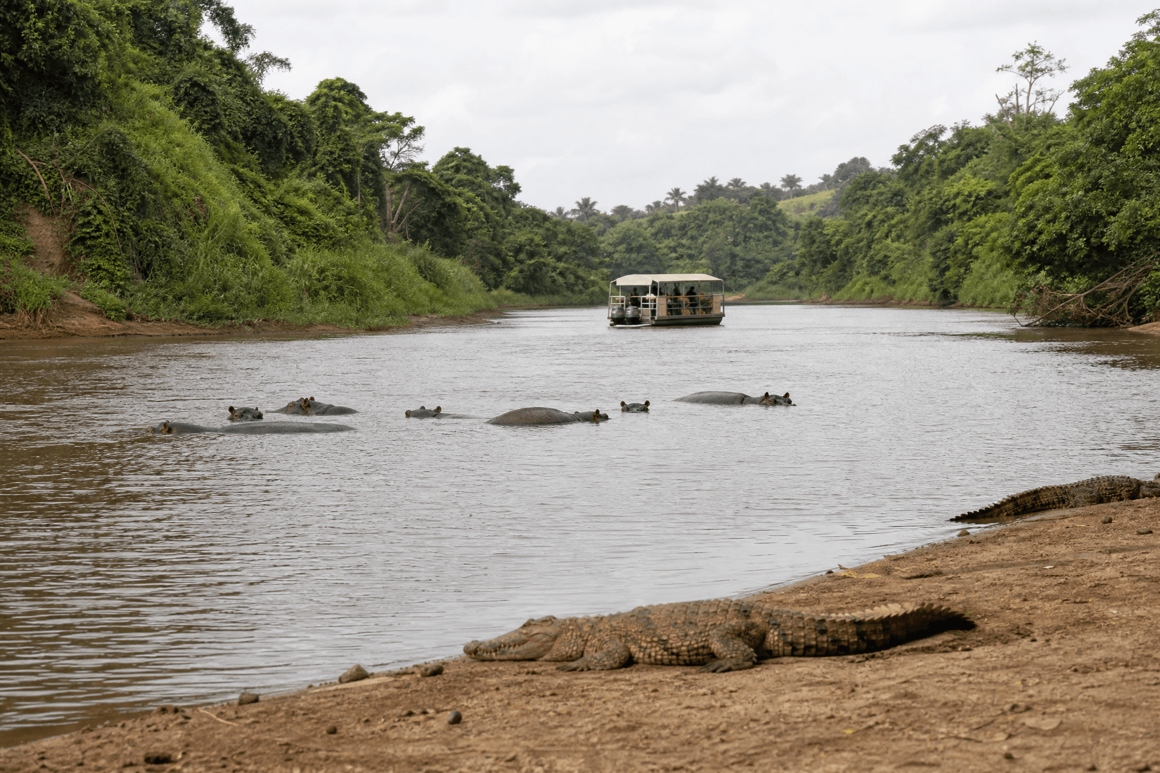 Hippos submerged in the Victoria Nile below Murchison Falls with a flat-bottomed safari boat in the background and Nile crocodiles on the muddy bank