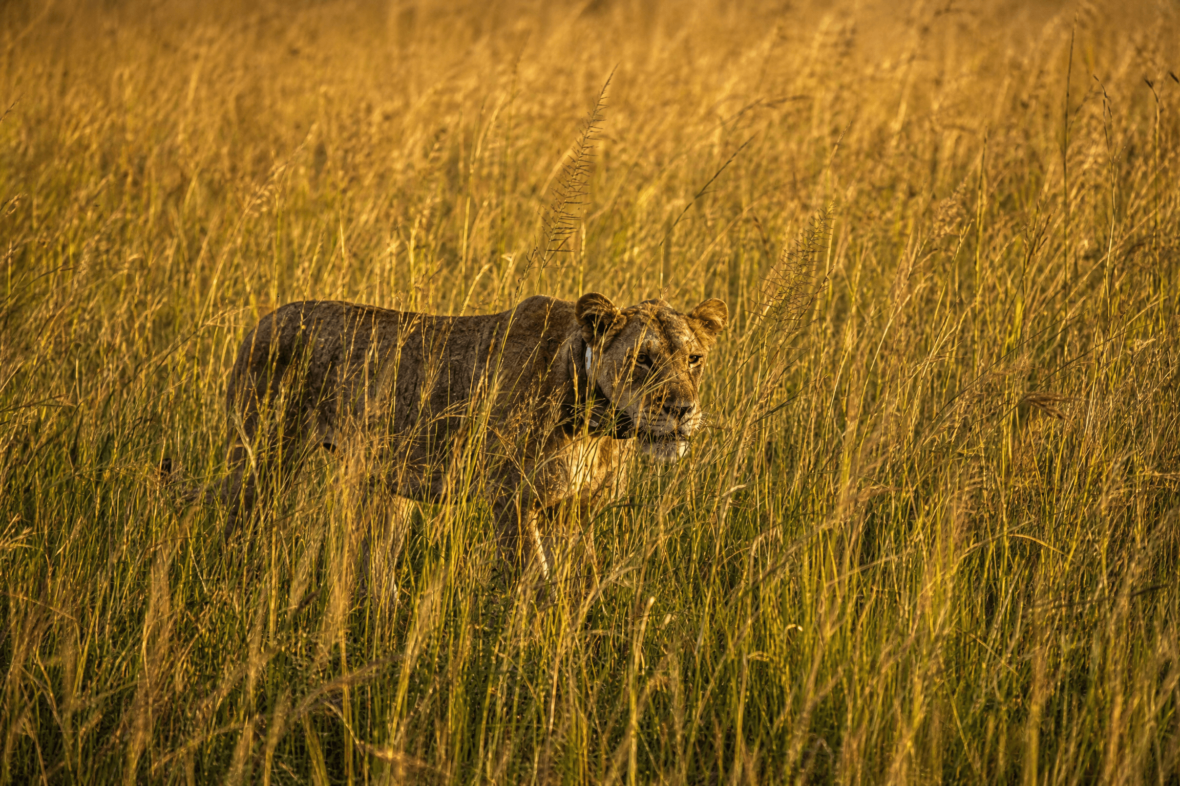 Lioness walking through tall golden grass at Murchison Falls National Park, Uganda